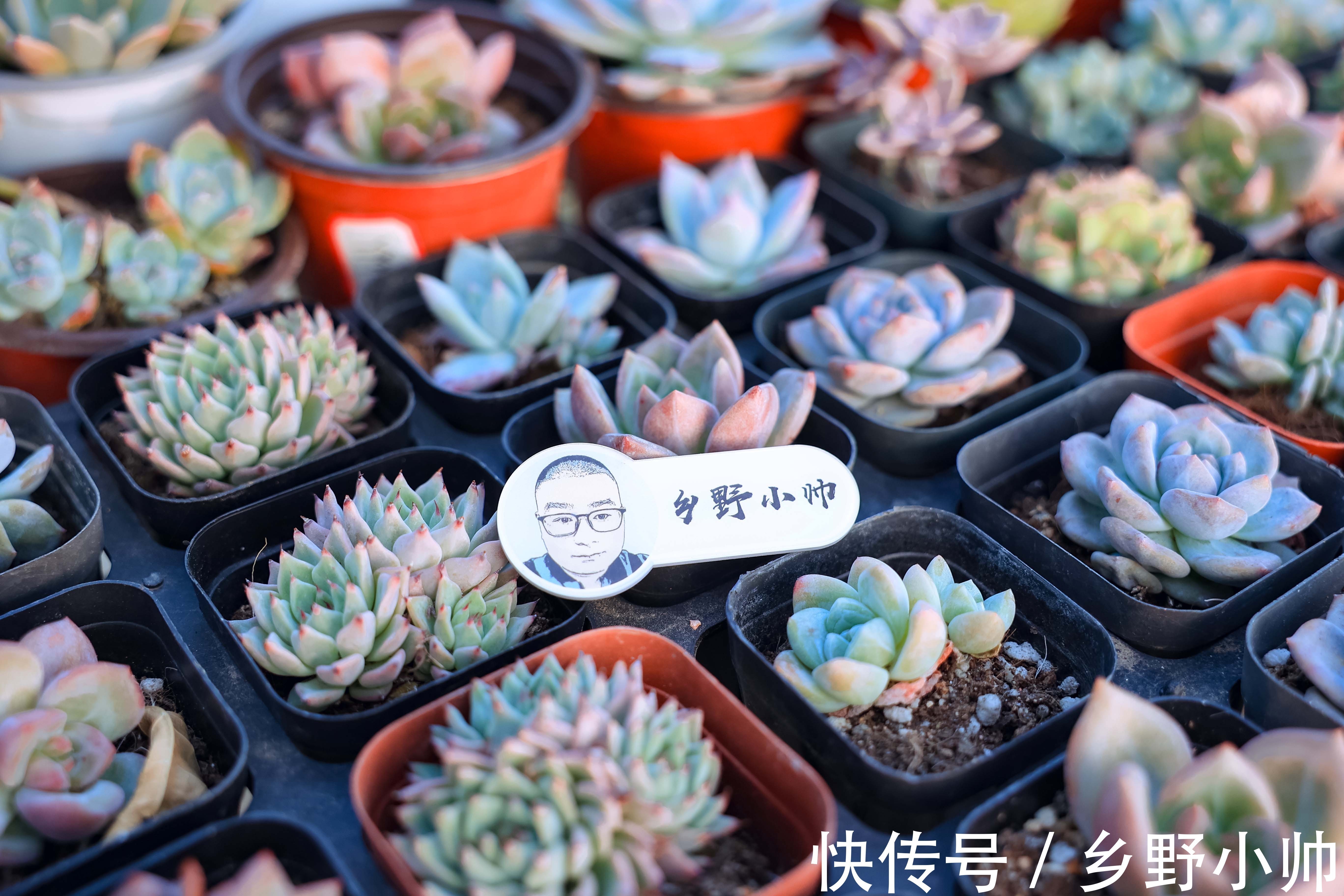 多肉出现这几种情况,证明多肉已经“醒来”,养护状态更美