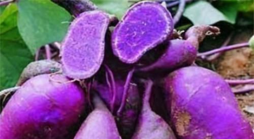 营养成分|女性到了中年,适合吃三种食物,补血益气,延缓衰老,有益健康!