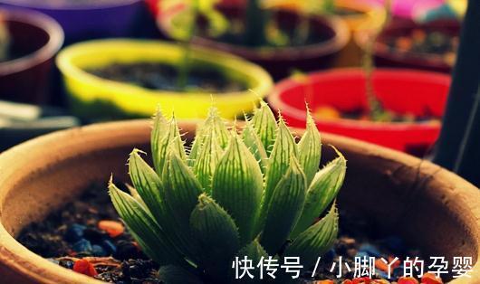 闷养的2种多肉植物，越闷越饱满，越养越好看