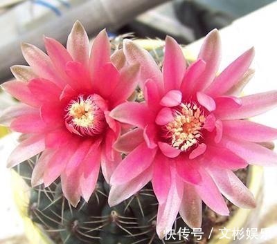 仙人球开花简直可以称得上惊艳,学会几个步骤,鲜花开满盆