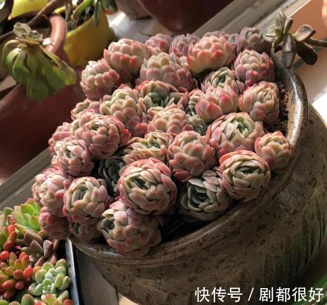 浇水|秋季养多肉,学会三个关键点,上色快,变成大肥肉
