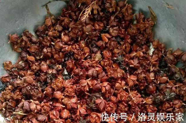 烂根|几种辅助养花小工具,放在盆底肥沃透气,花卉旺盛不烂根