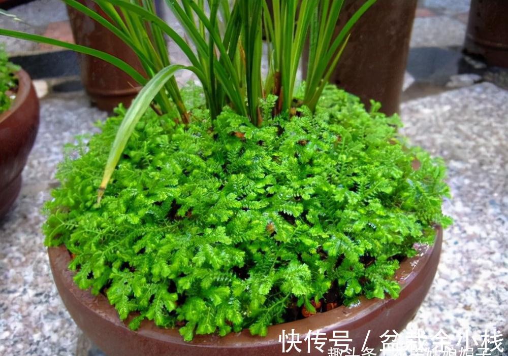 这种草是蕨类植物,能给兰花铺面,好看好养益处多,比苔藓还好用