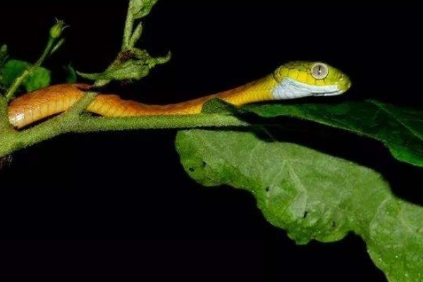 老祖宗说“进家之蛇不可打”,为何家里的蛇不能打,有何道理