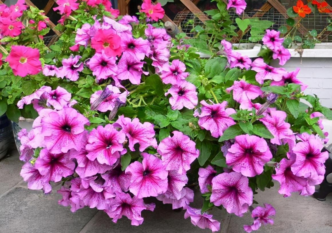 农历九月十八霜降后，养什么花？家里养3种花，充满活力青春常在