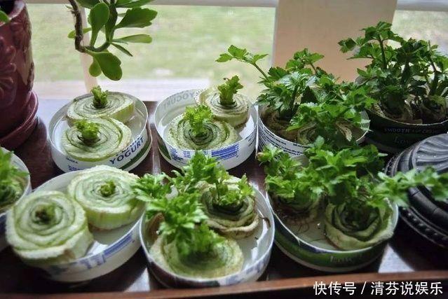 胡萝卜头|5种蔬菜吃完根别扔,丢水里就疯长,7天养成花,比绿萝还要美