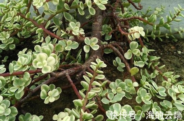 多肉植物中的6位舞者,个个都很漂亮,听名字就很想拥有一盆