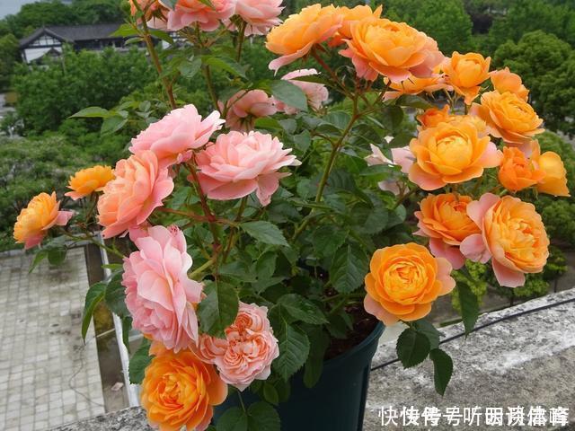 枝条|扦插月季不生根?用这捂一捂,过几天“冒白根”,变成月季大户