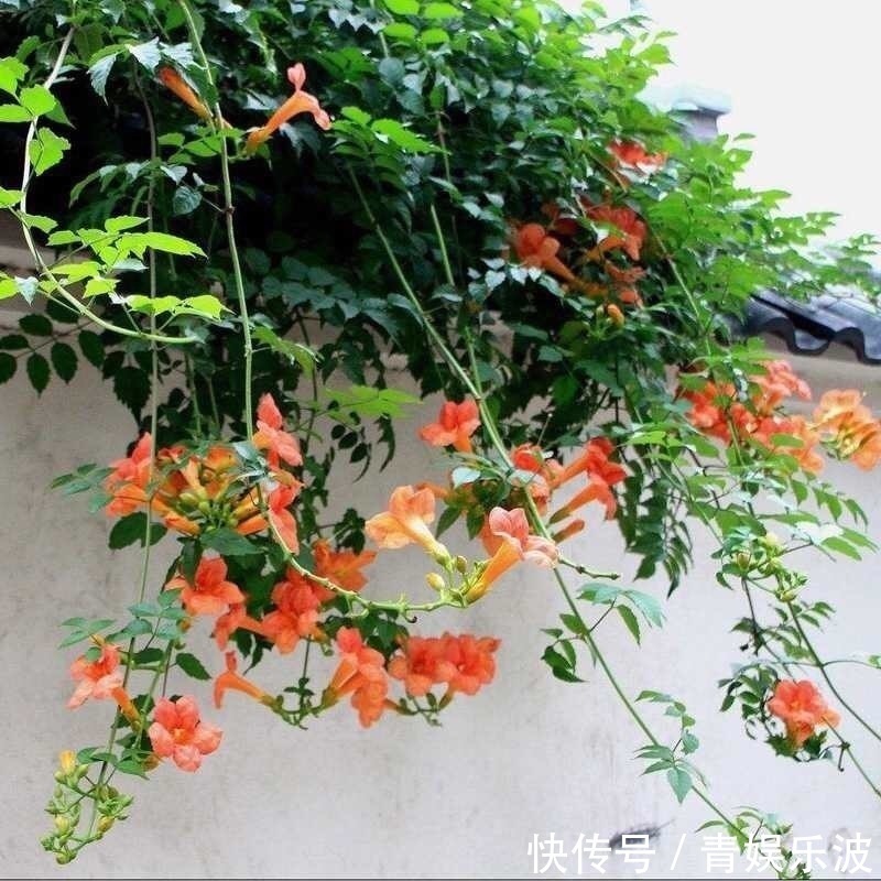 1种进口花,人称“五龙爪”,放冰箱里都冻不死,好养好活开花多