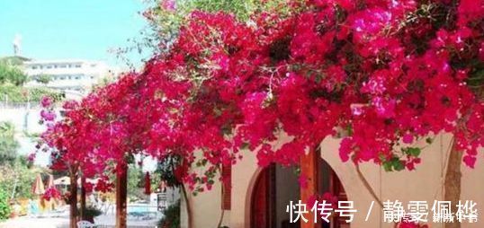 三角梅|此极品花卉，一年花开210天，花朵艳丽，比牡丹还漂亮10倍