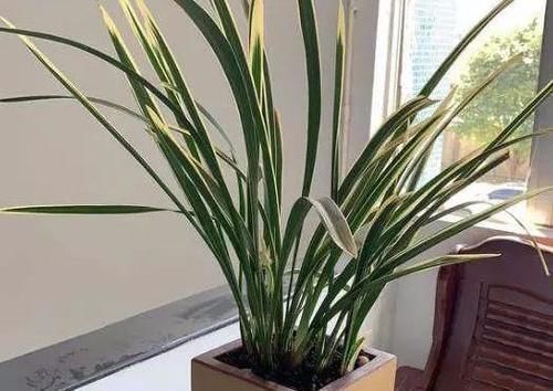 养花|捡拾2种树皮回来养花,花盆里埋1点,不烂根、不黄叶,长的旺