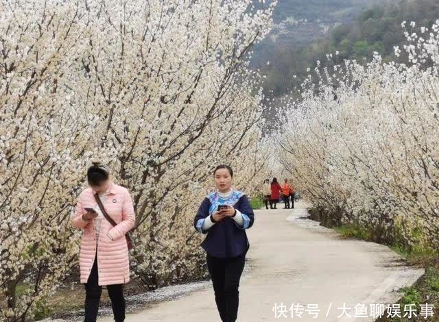 “云”赏花！镇宁李花樱花醉游客