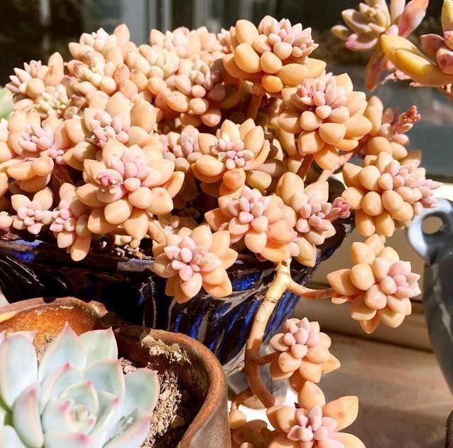 姬秋丽,颜值颇高的多肉植物,只需这样养,就能长成“瀑布墙”