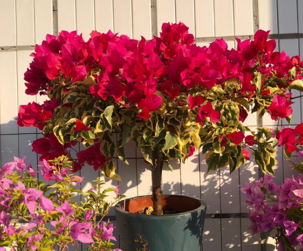 花友|不爱买土的花友,夏季别闲着,自己配制营养土,为秋季换盆做准备