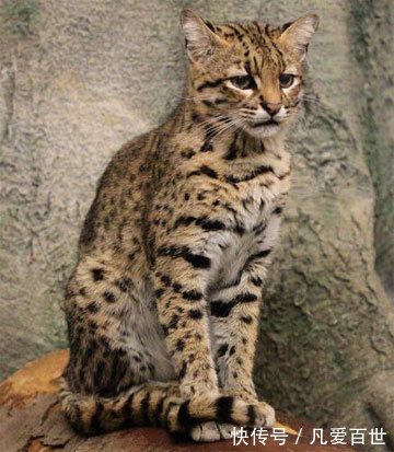 |搞笑动图:这狗牵出去一定霸气!