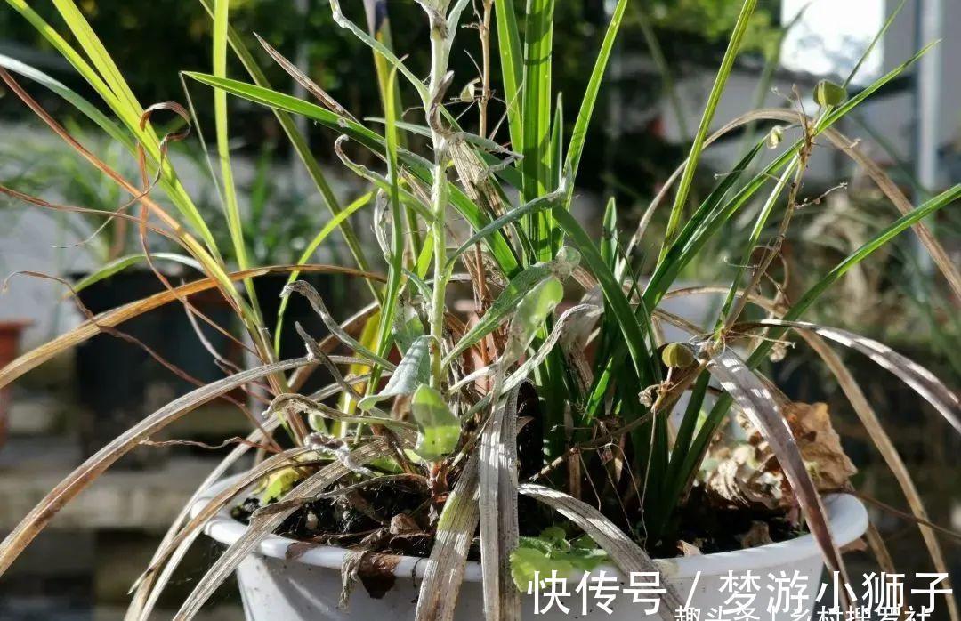 这样的兰花，还能恢复生机？兰友都不敢相信了