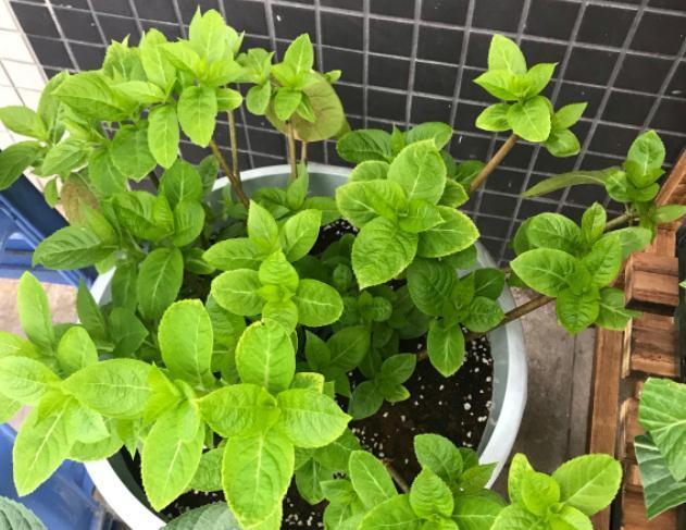 秋天3种花,千万不要买,买了难养活,白白浪费钱