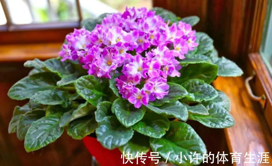 专为北阳台而生的6种花,耐阴又好养,随便养几盆打造成小花园