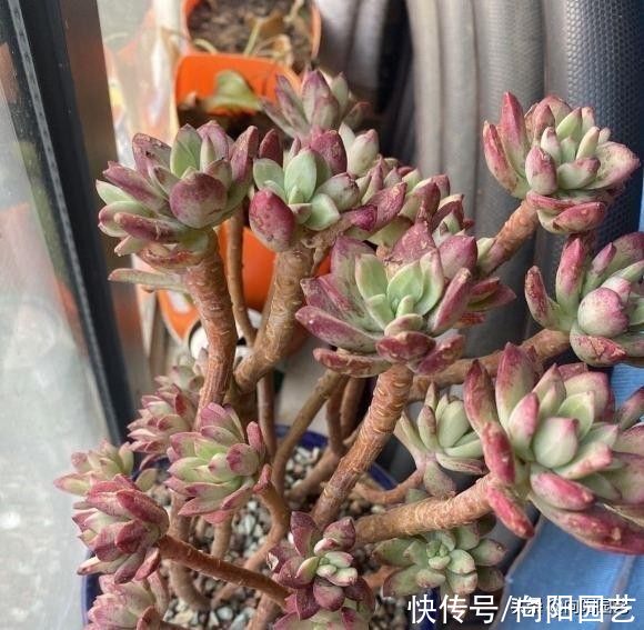 夏季|广东适合养多肉吗？养着养着就变绿？福建乃多肉产地，你说呢？