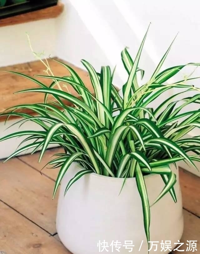 土里|土里仍片叶子就能长爆盆的花卉,你最喜欢哪几种?