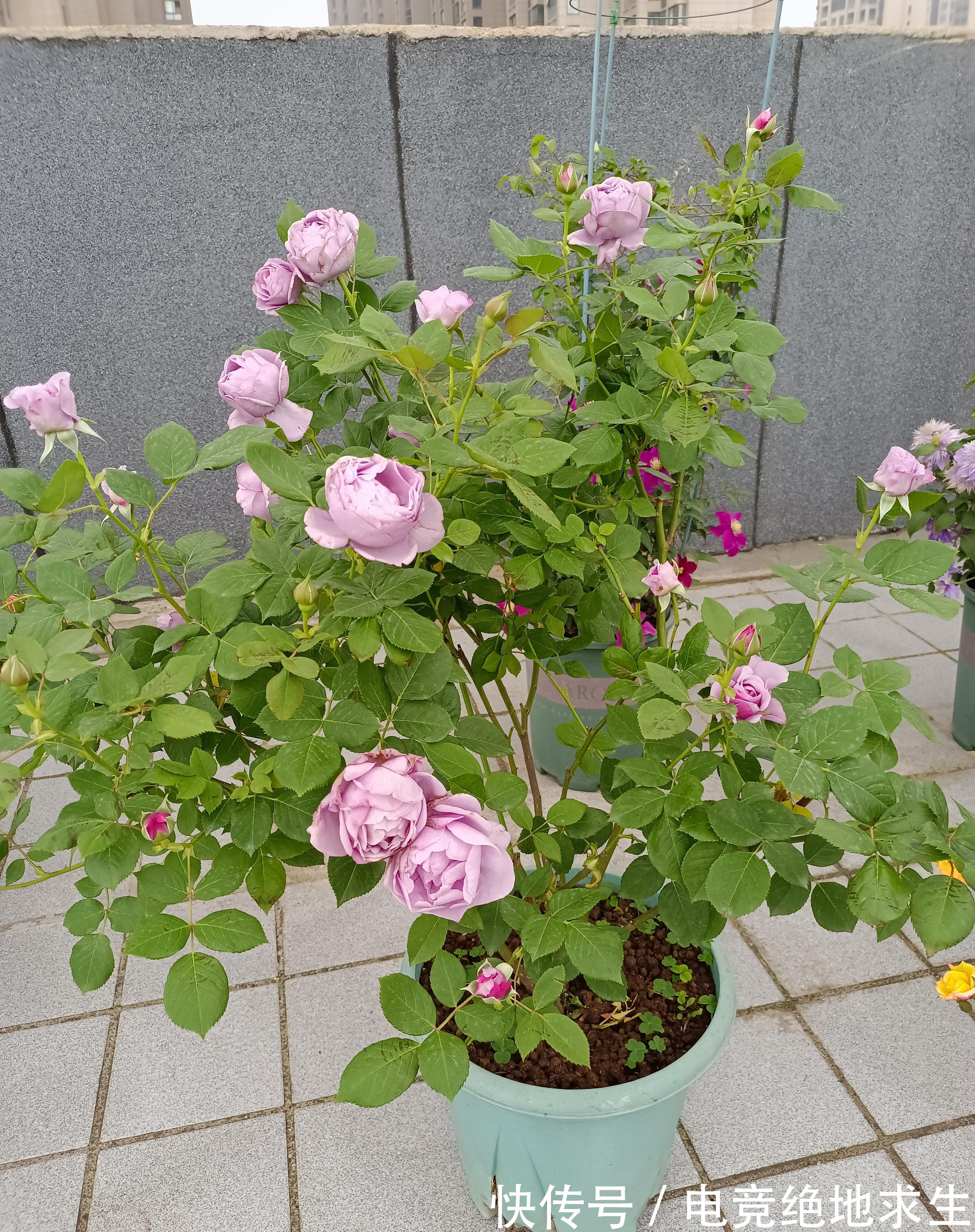 蓝色阴雨，蓝色风暴，两款蓝紫色月季花，优缺点对比