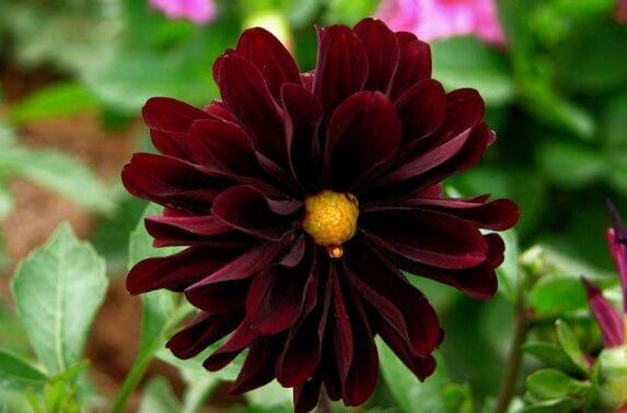 花型|想养花不妨选“它”不但颜色“奇特”还开花硕大,养上值了