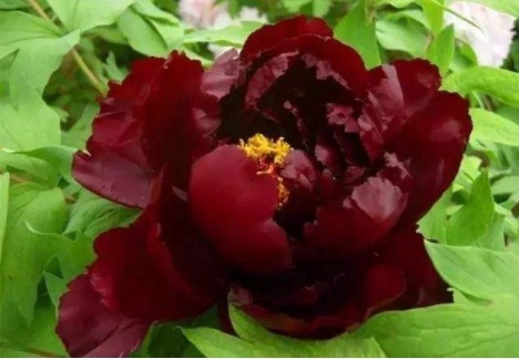 养花不如养初乌，开花一茬接一茬，花色如黑墨，高贵冷艳