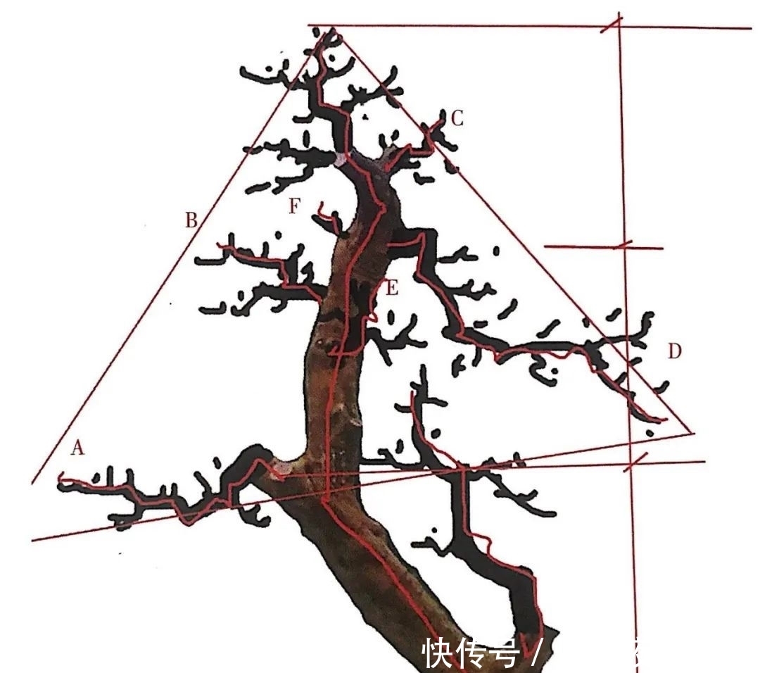 熟知雀梅习性后,临摹盆景设计案例,咱们的盆景作品指日可待!