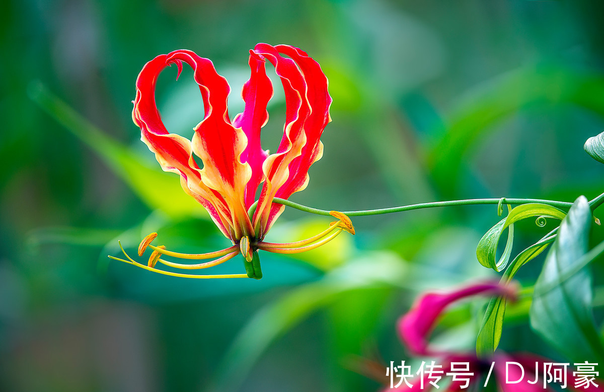 此花|此花是津巴布韦国花,犹如燃烧的火焰,艳丽而高雅,象征着荣光