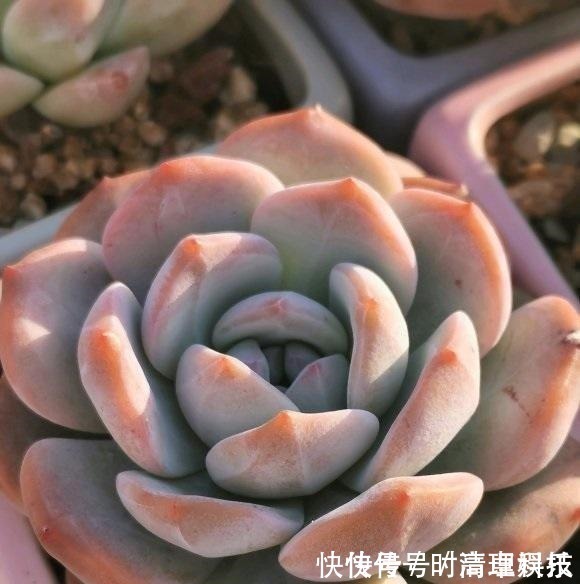 颗粒|养好多肉很容易,工地挖点河沙,纯河沙也能养多肉,根系超发达