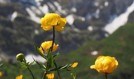 草原上的金莲花,颜值炸裂,又被称为塞外龙井