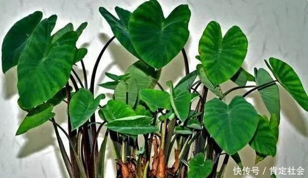 这3种“水果核”别扔,把它扔盆里,10天成盆栽,比花美10倍