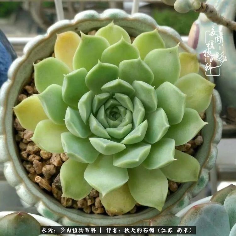 渡劫归来的肉肉,谁是谁的前世,谁又成了谁的今生