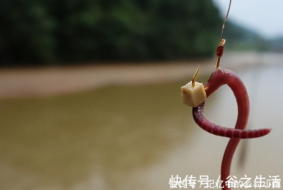 听说鲫鱼很难钓？饵料这样搭配，上鱼速度真的牛！
