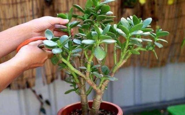 养护|2种常见的花卉,养护起来简单省心,摆放在家里漂亮又美观