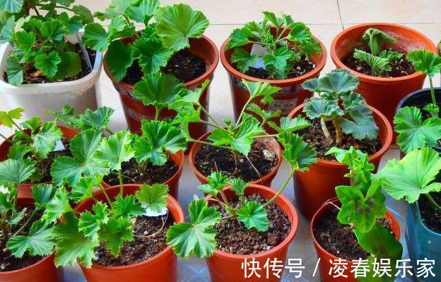植株|这3种花，夏天不能“瞎浇水”，伤了根救不回来