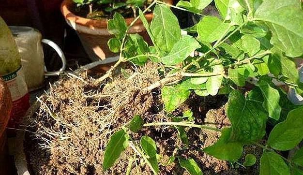 茉莉花刚萌芽,做好这些事,株型变漂亮,新芽出的多,开花一整年