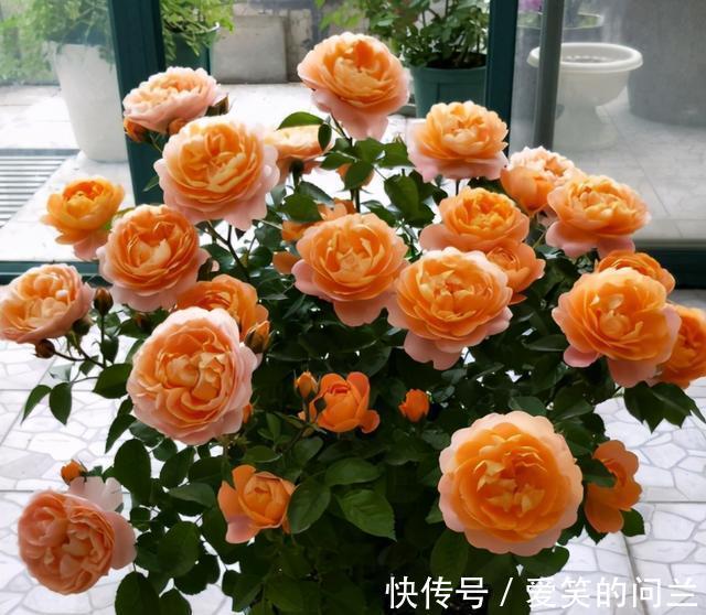 浇水|夏季月季开花“又小又丑”?别害怕,因为它在夏季需要这样做