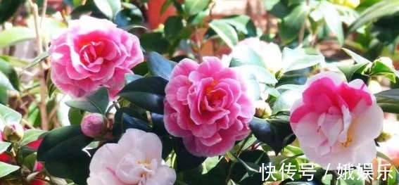 酸性|养杜鹃、茶花,不长新叶不开花,学会1招,年年开花,花开满盆!