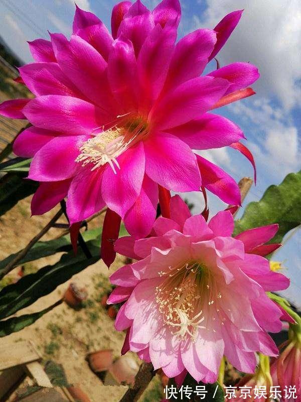 一盆仙人掌，开出大荷花，一盆开60朵，谁见谁爱它
