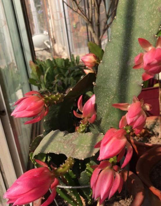 荷花|这盆令箭荷花竟有100朵花苞，一串串开的看不见枝！