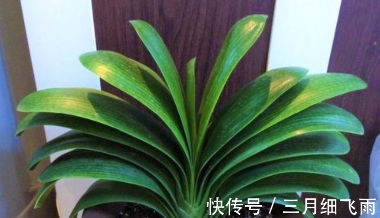 让8成养花新手都后悔的4个“妙招”,再看到别尝试