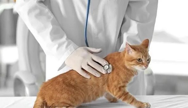 怎么判断猫得了猫传腹