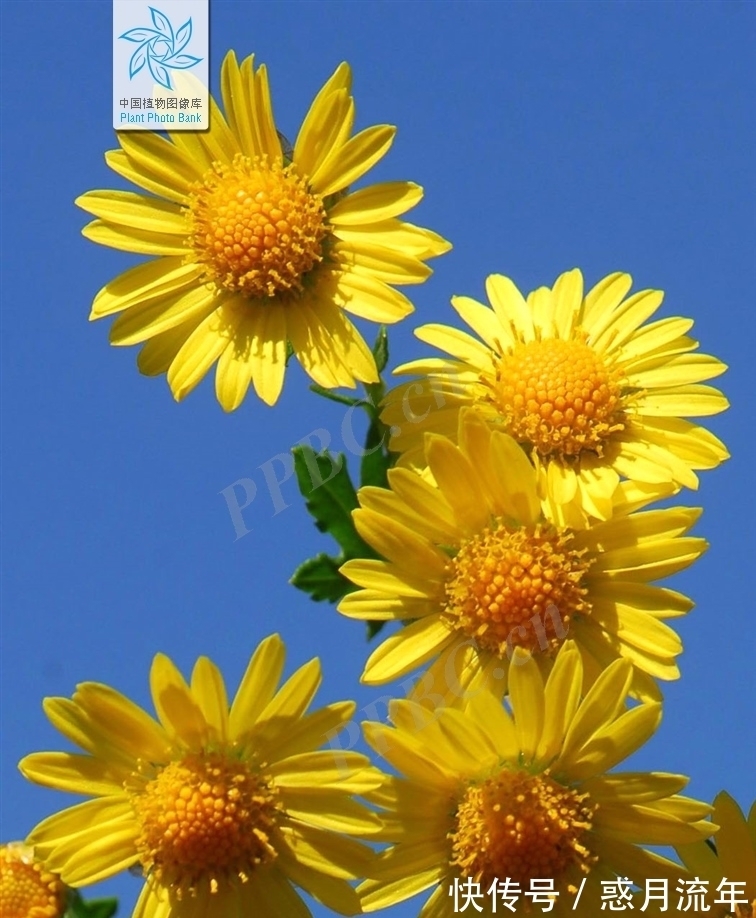 科学家&让科学家头疼的花,它高低得算一个