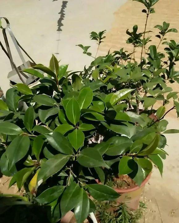 茶花|夏天养茶花,3件“要紧事”,花芽才接着长,憋出“一树”花骨朵