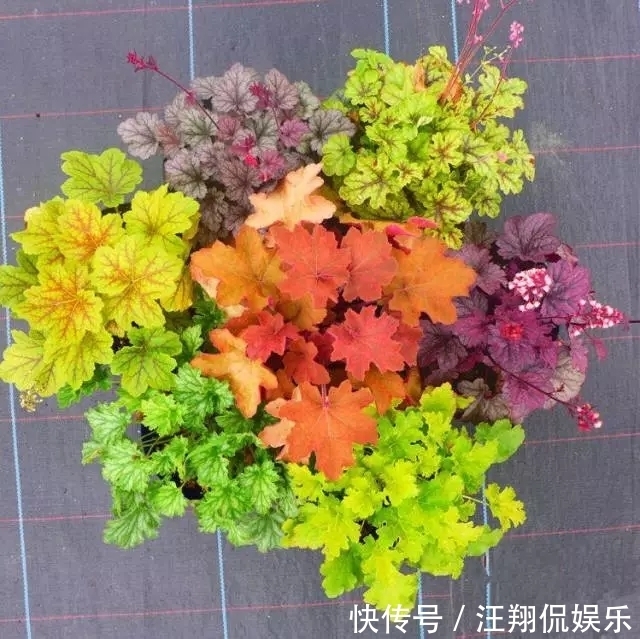 调色盘|1种花卉耐冻耐旱，被誉为“调色盘”，叶子就是五颜六色