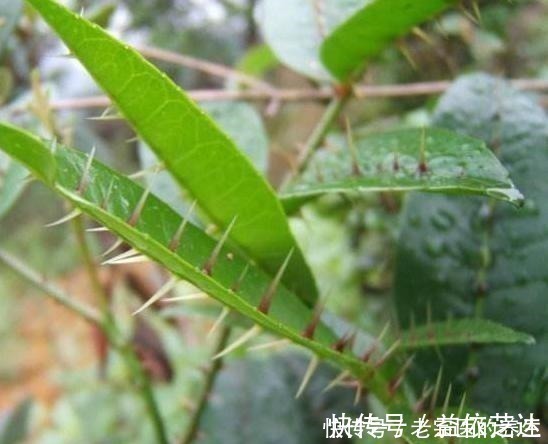 农村一种“树”,全身都是刺,野外挖棵老桩树,能做精美盆景树!