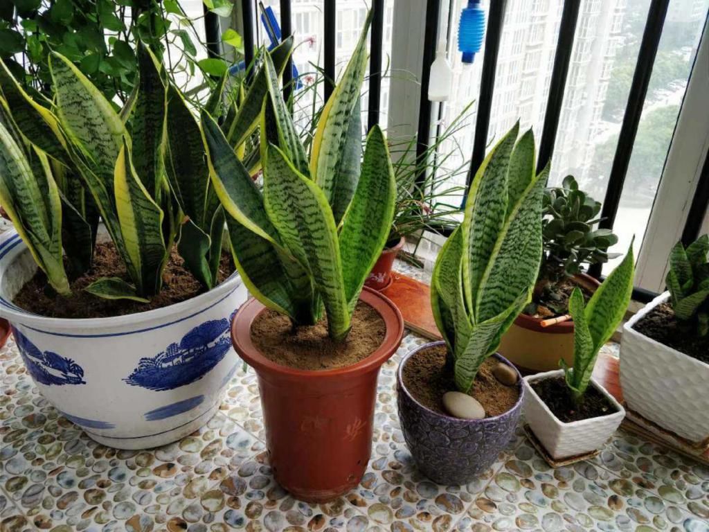  简单|什么！虎皮兰会开花？没错，按照这几个步骤养，养花很简单