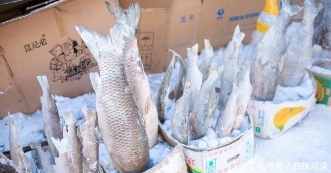东北|在东北,冬天都是这样卖鱼的,很多人都没见过,网友:真想去看看