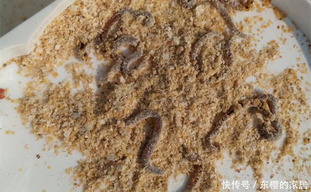 位置|冬季钓鲫鱼,聚鱼是关键!这样打窝、养窝和补窝,聚鱼效果翻倍